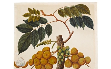 Seven botanical studies, probably by a Chinese artist, Company School, South East Asia, 19th century