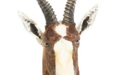 South African Blesbok Shoulder Taxidermy Wall Mount