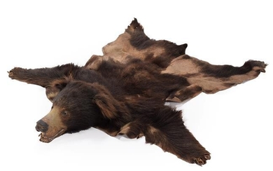 Taxidermy: Sloth Bear (Melursus ursinus), circa 1920-1930, by Van Ingen...