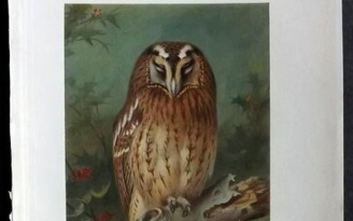 Thorburn, Archibald 1926 Vintage Bird Print. Eagle Owl