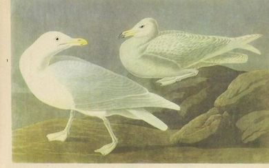 c1946 Audubon Print, #396 Glaucous Gull
