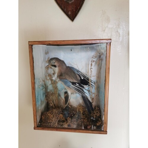 19th. C. taxidermy Jay mounted in a glazed case. { 40cm H X ...