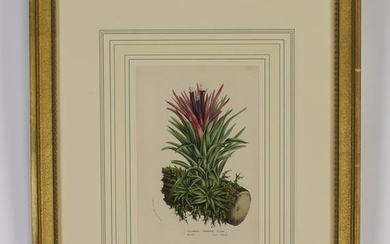 (6) 19th c. Belgian botanical lithographs