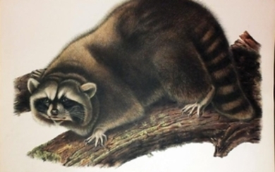 Audubon Lithograph, Raccoon
