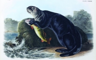 Audubon Quad Lithograph, Sea Otter