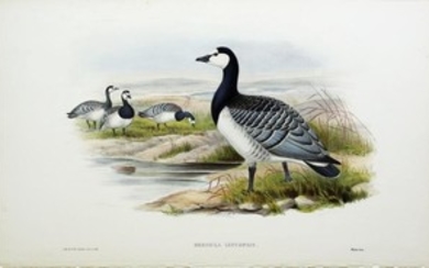 John Gould Lithograph Bernicle Goose