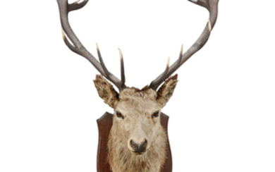 A LARGE IMPERIAL STAG'S HEAD DATED 1915 mounted on...