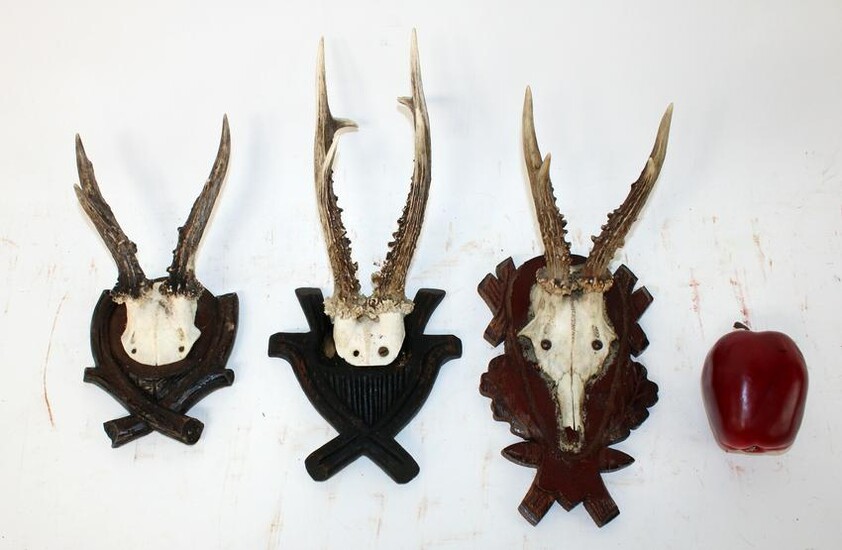 3 trophy mounts on carved wooden plaques