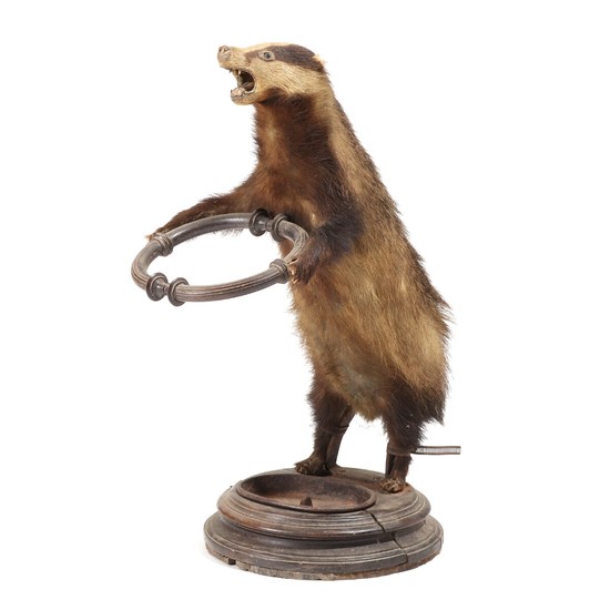 A 19th century full mounted badger, Meles meles, mounted as an umbrella stand, patinated wooden base. H. 79 cm.