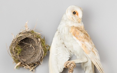 A LATE 19TH CENTURY TAXIDERMY BARN OWL UPON A NATURALISTIC M...