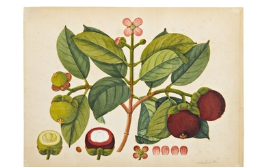 A Mangosteen (Garcinia Mangostana), Red Banana (Pisang Raja Udang) and Durian (Durio Zibethinus), probably by a Chinese artist, Company School, South East Asia, 19th century