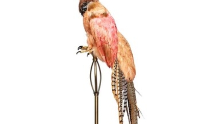 A TAXIDERMY MYTHICAL 'PHOENIX' BIRD