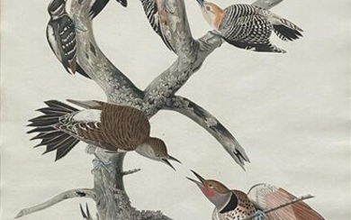 Audubon Aquatint, Harry Woodpecker, Pl. 416