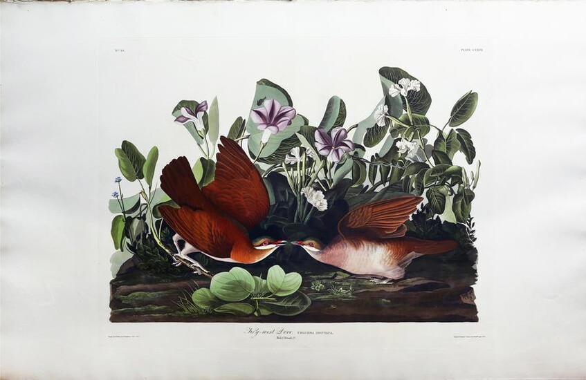 Audubon Aquatint, Key West Dove or Pigeon