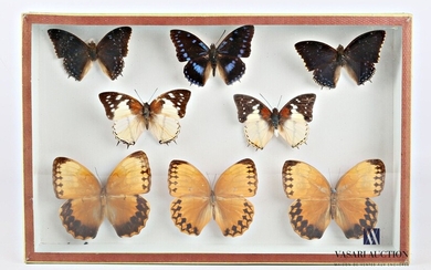 Boite entomologique contenant huit lépidoptères... - Lot 29 - Vasari Auction
