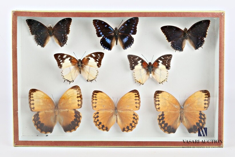 Boite entomologique contenant huit lépidoptères... - Lot 29 - Vasari Auction