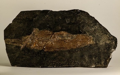 Eocene 7.09 Inch Atractosteus straussi Fossil Fish - Messel Shale
