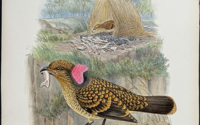 Gould - Large-frilled Bower-Bird (Chlamydera Occipitalis)