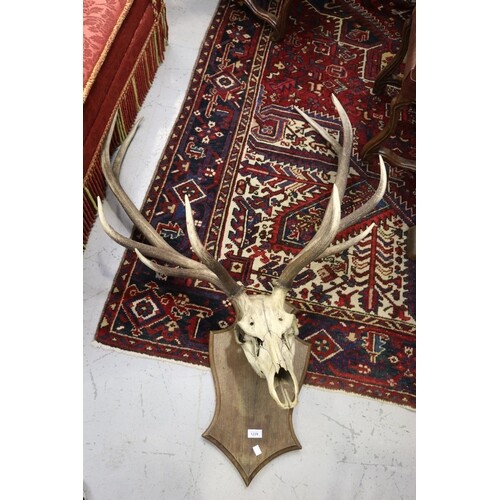 Large antique French antlers, with skull section, approx 130...