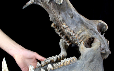 Malagasy Hippopotamus - Skull - Hippopotamus lemerlei - 33×46×26 cm