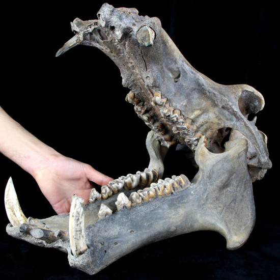 Malagasy Hippopotamus - Skull - Hippopotamus lemerlei - 33×46×26 cm