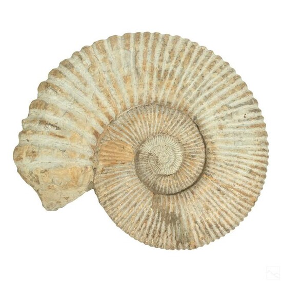 Natural History Huge 18" Fossil Ammonite Specimen
