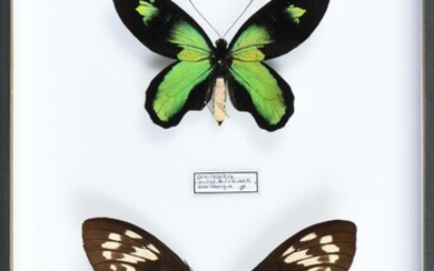 Ornithoptera victoriae rubianus New Georgia couple Cites annexe II B
