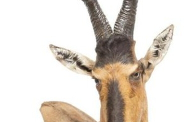 South African Red Hartebeest Taxidermy Wall Mount