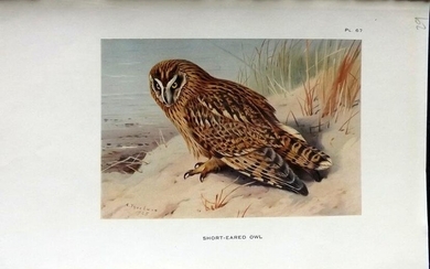 Thorburn, Archibald 1926 Vintage Bird Print. Long Eared Owl