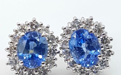 Zaffiri Blu cornflower - 18 kt. White gold - Earrings - 2.20 ct Sapphires - Diamonds