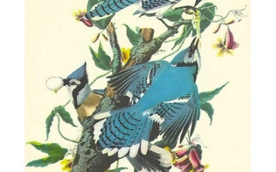 c1950 Audubon Print, Blue Jay