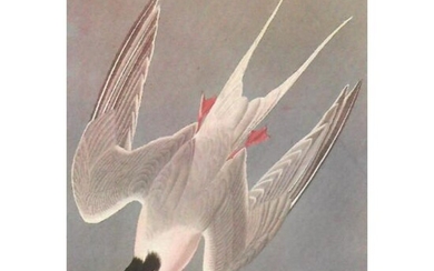 c1950 Audubon Print, Roseate Tern