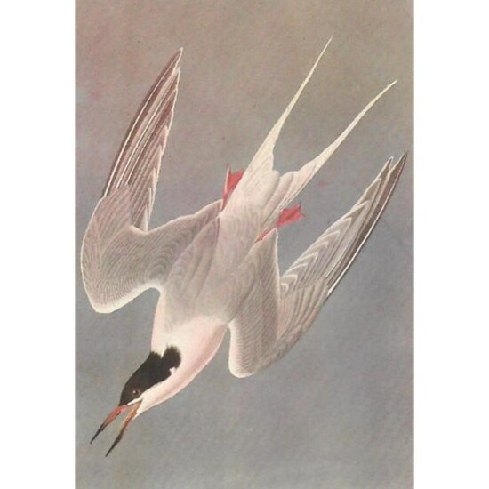 c1950 Audubon Print, Roseate Tern