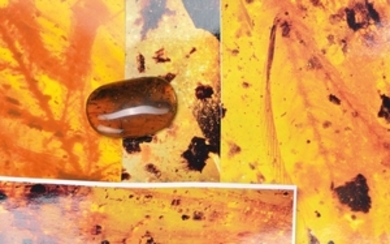 oldest amber of the Cretaceous of Burmese...