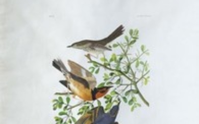 Audubon Aquatint Engraving, Mountain Mockingbird, Plate