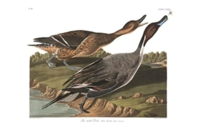 Audubon Aquatint Pintail Duck