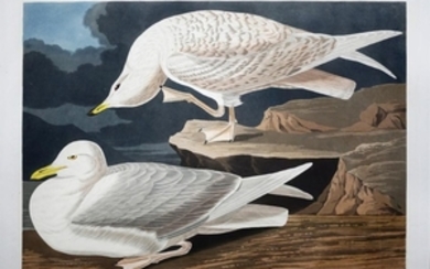 Audubon Aquatint Engraving, White Winged Silver Gull