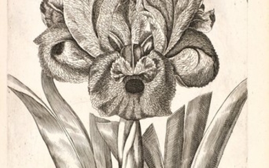 Bry and Merian | [Florilegium renovatum et auctum], 1641[–1647]