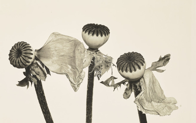 IRVING PENN (1917-2009), Single Oriental Poppy, New York, 1968