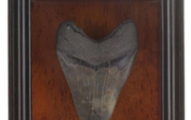 Une dent de Carcharodon megalodon. Miocène...