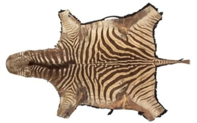 A Zebra Skin Rug