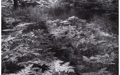 73003: Ansel Adams (American, 1902-1984) Ferns, Valley