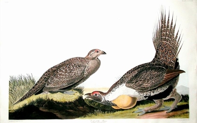 Audubon Bird Engraving, Cock of the Plains