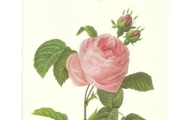 After Pierre-Jospeh Redoute, Floral Print, #118 Rosa