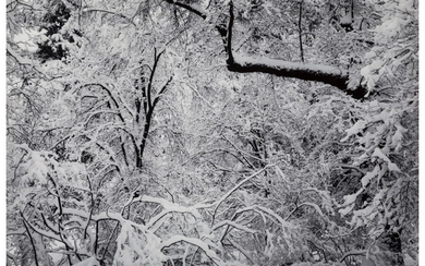 Ansel Adams (1902-1984), Winter Forest, Yosemite Valley, CA (1949)