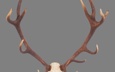 Antlers/Horns: Austrian Red Deer Antlers (Cervus elaphus hippalaphus), dated 1984,...