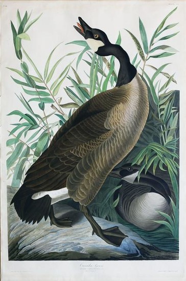 Audubon Aquatint, Canada Goose
