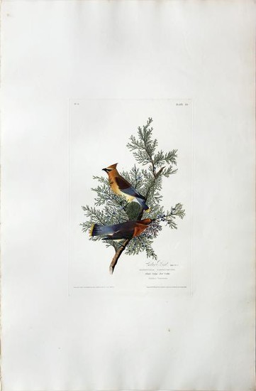 Audubon Aquatint Cedar Bird
