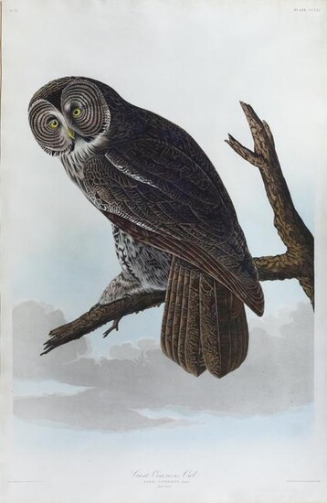 Audubon Aquatint, Great Cinerous Owl