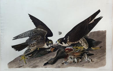 Audubon Aquatint, Great-Footed Hawk